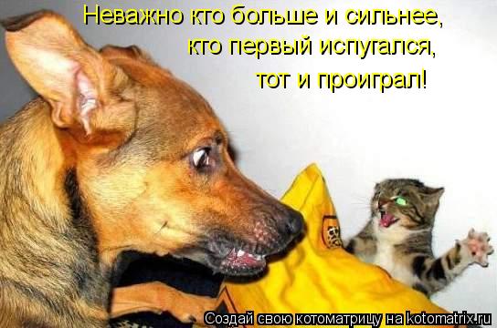 Неважно кто больше и сильнее, кто первый испугался, тот и проиграл!... Котоматрица: Неважно кто больше и сильнее, кто первый испугался, тот и проиграл!