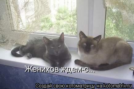 Женихов ждем-с...... Котоматрица: Женихов ждем-с...