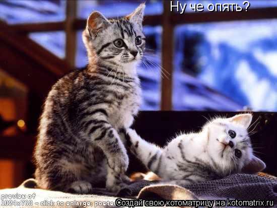 Котоматрица: Ну че опять?