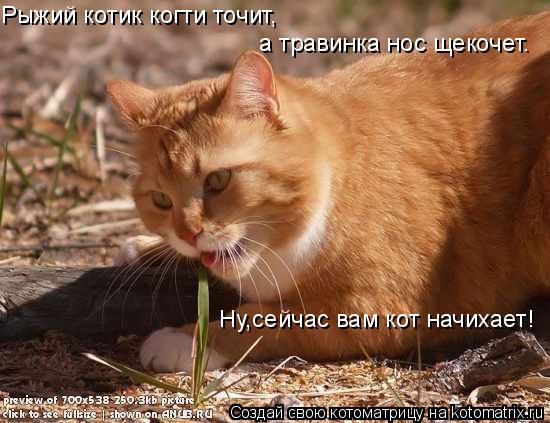 Котоматрица: Рыжий котик когти точит, а травинка нос щекочет. Ну,сейчас вам кот начихает!