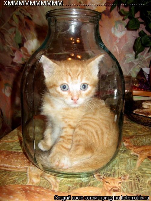 Котоматрица: хмммммммммм.....................................