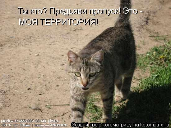 Ты кто? Предьяви пропуск! Это - МОЯ ТЕРРИТОРИЯ!... Котоматрица: Ты кто? Предьяви пропуск! Это - МОЯ ТЕРРИТОРИЯ!