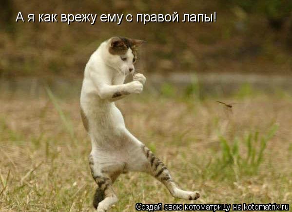 А я как врежу ему с правой лапы!... Котоматрица: А я как врежу ему с правой лапы!