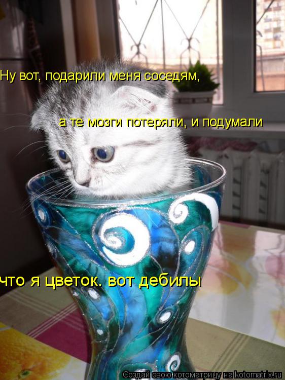 Ну вот, подарили меня соседям, а те мозги потеряли, и подумали а те мозги потеряли, и подумали ... Котоматрица: Ну вот, подарили меня соседям, а те мозги потеряли, и подумали а те мозги потеряли, и подумали что я цветок. вот дебилы