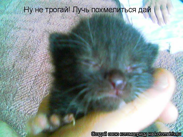 Котоматрица: Ну не трогай! Лучь похмелиться дай