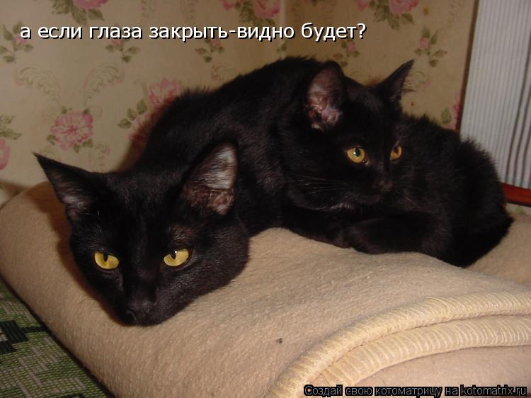 а если глаза закрыть-видно будет?... Котоматрица: а если глаза закрыть-видно будет?