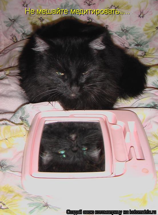 Не мешайте медитировать........ Котоматрица: Не мешайте медитировать.....