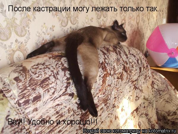 После кастрации могу лежать только так... Вау!! Удобно и хорошо!!!... Котоматрица: После кастрации могу лежать только так... Вау!! Удобно и хорошо!!!