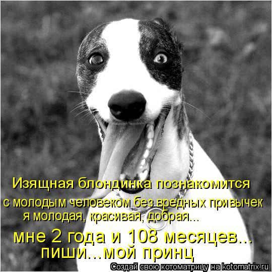 Изящная блондинка познакомится с молодым человеком без вредных привычек я молодая, красивая, добрая..... Котоматрица: Изящная блондинка познакомится с молодым человеком без вредных привычек я молодая, красивая, добрая... мне 2 года и 108 месяцев... пиши...мой при