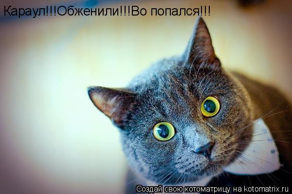 Караул!!!Обженили!!!Во попался!!!... Котоматрица: Караул!!!Обженили!!!Во попался!!!