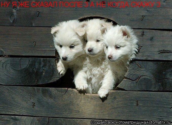 НУ Я ЖЕ СКАЗАЛ ПОСЛЕ 3 А НЕ КОГДА СКАЖУ 3... Котоматрица: НУ Я ЖЕ СКАЗАЛ ПОСЛЕ 3 А НЕ КОГДА СКАЖУ 3