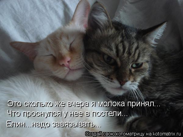 Это сколько же вчера я молока принял... Что проснулся у нее в постели... Блин...надо завязывать...... Котоматрица: Это сколько же вчера я молока принял... Что проснулся у нее в постели... Блин...надо завязывать...