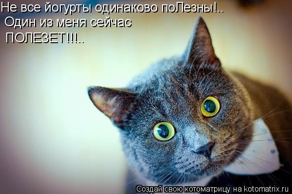 Не все йогурты одинаково поЛезны!.. Один из меня сейчас ПОЛЕЗЕТ!!!..... Котоматрица: Не все йогурты одинаково поЛезны!.. Один из меня сейчас ПОЛЕЗЕТ!!!..