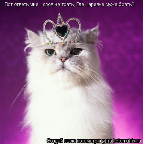 Вот ответь мне - слов не трать, Где царевне мужа брать?... Котоматрица: Вот ответь мне - слов не трать, Где царевне мужа брать?