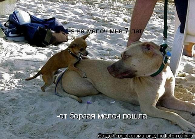-от борзая мелоч пошла -я не мелоч мне 7 лет... Котоматрица: -от борзая мелоч пошла -я не мелоч мне 7 лет