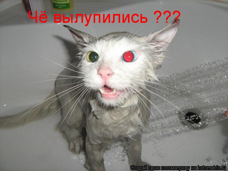 Чё вылупились ???... Котоматрица: Чё вылупились ???