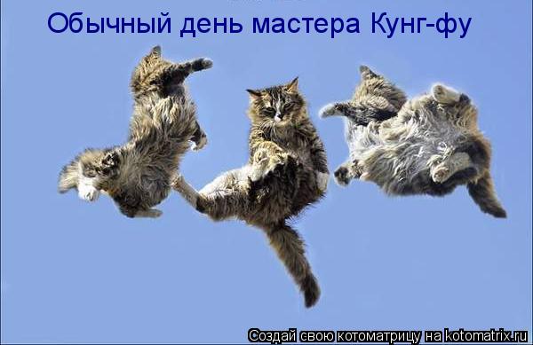 Обычный день мастера Кунг-фу... Котоматрица: Обычный день мастера Кунг-фу