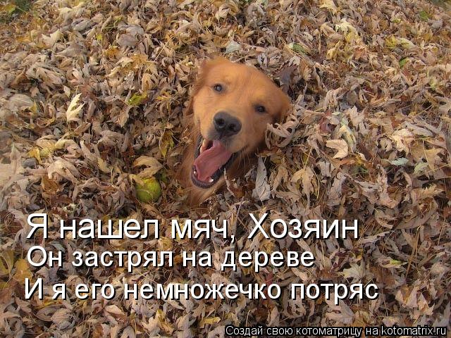 Я нашел мяч, Хозяин Он застрял на дереве И я его немножечко потряс... Котоматрица: Я нашел мяч, Хозяин Он застрял на дереве И я его немножечко потряс