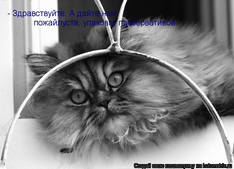 Котоматрица: - Здравствуйте. А дайте нам пожайлуста, упаковку презервативов.