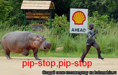 pip-stop,pip-stop... Котоматрица: pip-stop,pip-stop