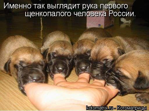 Именно так выглядит рука первого щенкопалого человека России.... Котоматрица: Именно так выглядит рука первого щенкопалого человека России.