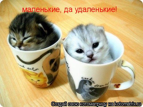 маленькие, да удаленькие!... Котоматрица: маленькие, да удаленькие!