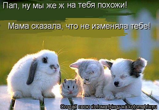 Котоматрица: Пап, ну мы же ж  Мама сказала, что не изменяла тебе! на тебя похожи!