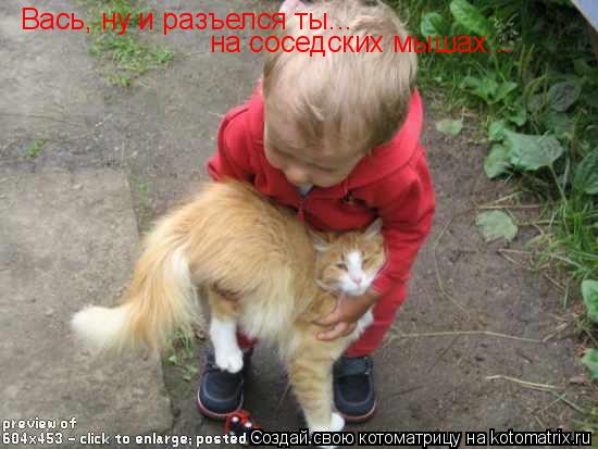 Вась, ну и разъелся ты... на соседских мышах...... Котоматрица: Вась, ну и разъелся ты... на соседских мышах...