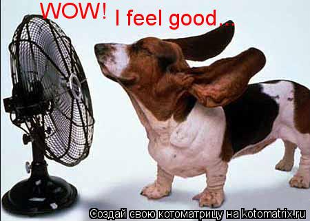 WOW! I feel good...... Котоматрица: WOW! I feel good...