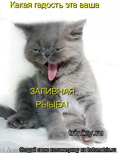 Какая гадость эта ваша ЗАЛИВНАЯ РЫЫБА!... Котоматрица: Какая гадость эта ваша ЗАЛИВНАЯ РЫЫБА!