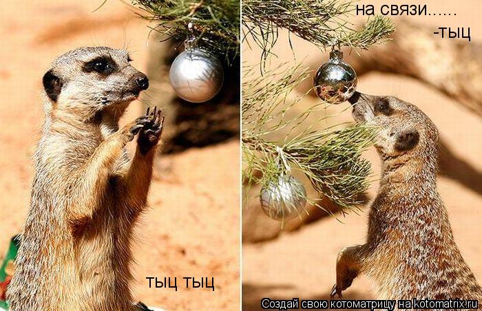 Котоматрица: тыц тыц на связи...... -тыц