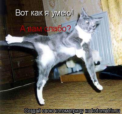 Вот как я умею! А вам слабо?... Котоматрица: Вот как я умею! А вам слабо?