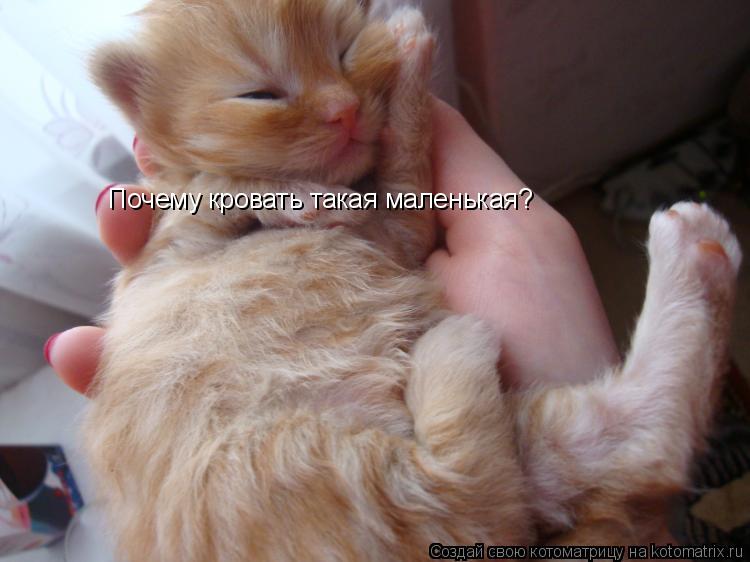 Котоматрица: Почему кровать такая маленькая?