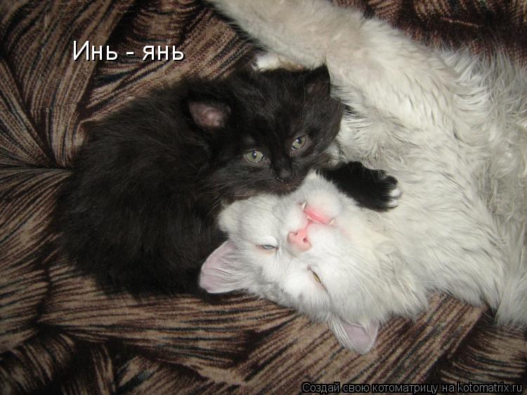 Инь - янь... Котоматрица: Инь - янь