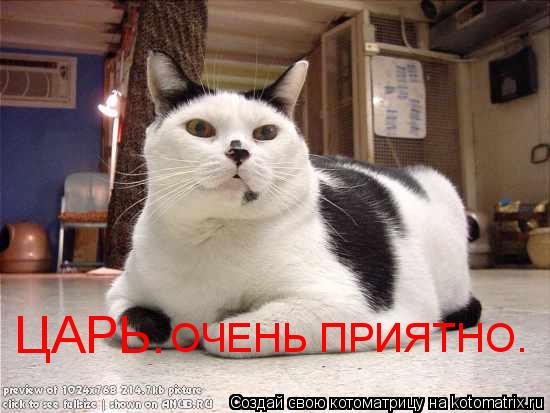 ЦАРЬ. ОЧЕНЬ ПРИЯТНО.... Котоматрица: ЦАРЬ. ОЧЕНЬ ПРИЯТНО.