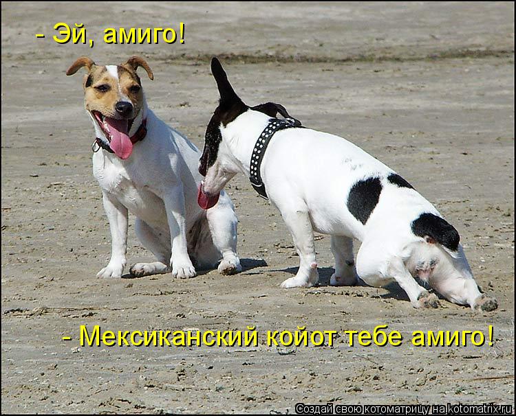 - Эй, амиго! - Мексиканский койот тебе амиго!... Котоматрица: - Эй, амиго! - Мексиканский койот тебе амиго!