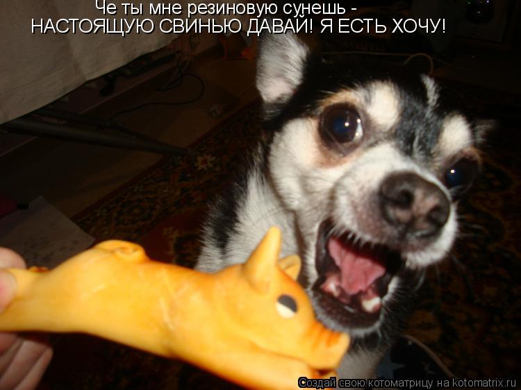 Че ты мне резиновую сунешь - НАСТОЯЩУЮ СВИНЬЮ ДАВАЙ! Я ЕСТЬ ХОЧУ!... Котоматрица: Че ты мне резиновую сунешь - НАСТОЯЩУЮ СВИНЬЮ ДАВАЙ! Я ЕСТЬ ХОЧУ!