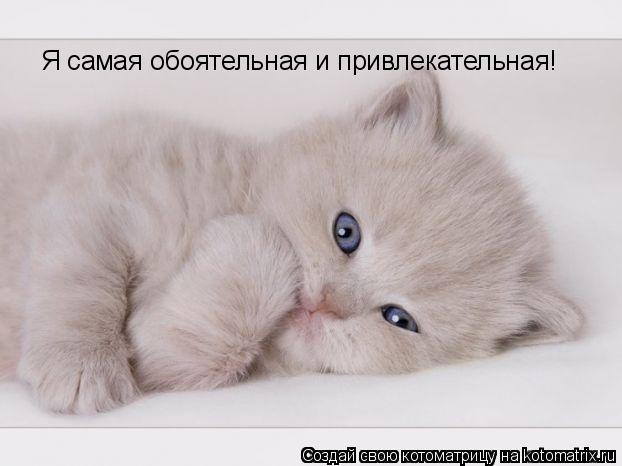 Я самая обоятельная и привлекательная!... Котоматрица: Я самая обоятельная и привлекательная!