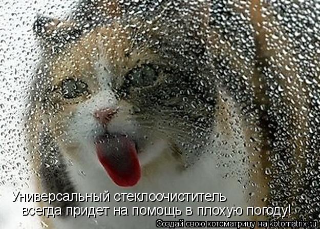 Котоматрица: Универсальный стеклоочиститель всегда придет на помощь в плохую погоду!