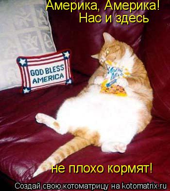 Америка, Америка! Нас и здесь не плохо кормят!... Котоматрица: Америка, Америка! Нас и здесь не плохо кормят!