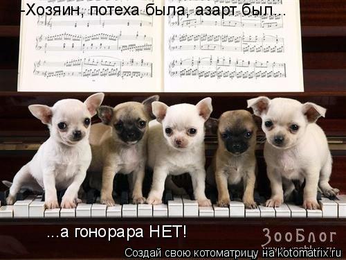 Котоматрица: -Хозяин, потеха была, азарт был... ...а гонорара НЕТ!