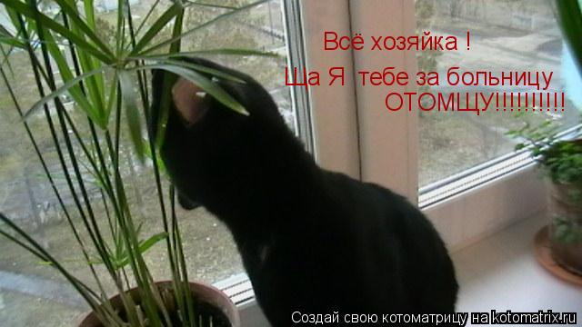 Всё хозяйка ! Ща Я тебе за больницу ОТОМЩУ!!!!!!!!!!... Котоматрица: Всё хозяйка ! Ща Я тебе за больницу ОТОМЩУ!!!!!!!!!!