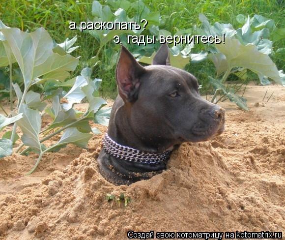 а раскопать? э, гады вернитесь!... Котоматрица: а раскопать? э, гады вернитесь!
