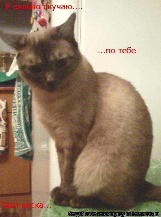 Я сильно скучаю.... ...по тебе Твоя киска...... Котоматрица: Я сильно скучаю.... ...по тебе Твоя киска...