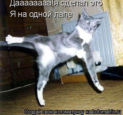 Даааааааа!я сделал это Я на одной лапе... Котоматрица: Даааааааа!я сделал это Я на одной лапе