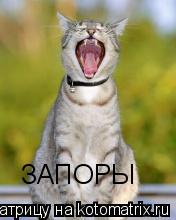 ЗАПОРЫ... Котоматрица: ЗАПОРЫ