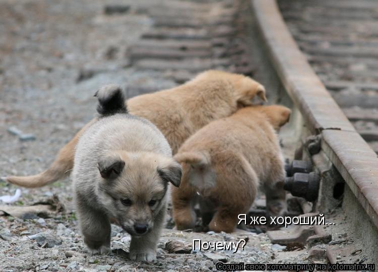 Я же хороший... Почему?... Котоматрица: Я же хороший... Почему?