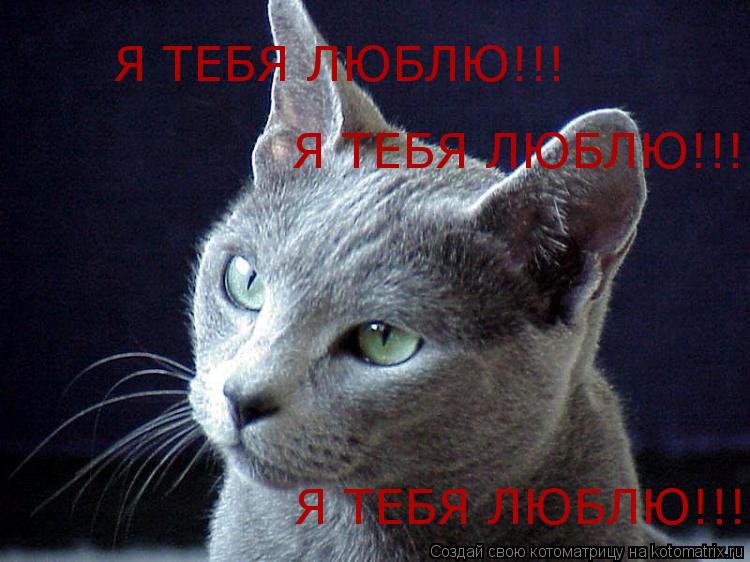 Я ТЕБЯ ЛЮБЛЮ!!! Я ТЕБЯ ЛЮБЛЮ!!! Я ТЕБЯ ЛЮБЛЮ!!!... Котоматрица: Я ТЕБЯ ЛЮБЛЮ!!! Я ТЕБЯ ЛЮБЛЮ!!! Я ТЕБЯ ЛЮБЛЮ!!!