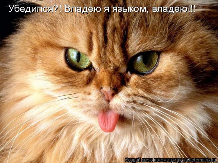Убедился?! Владею я языком, владею!!!... Котоматрица: Убедился?! Владею я языком, владею!!!