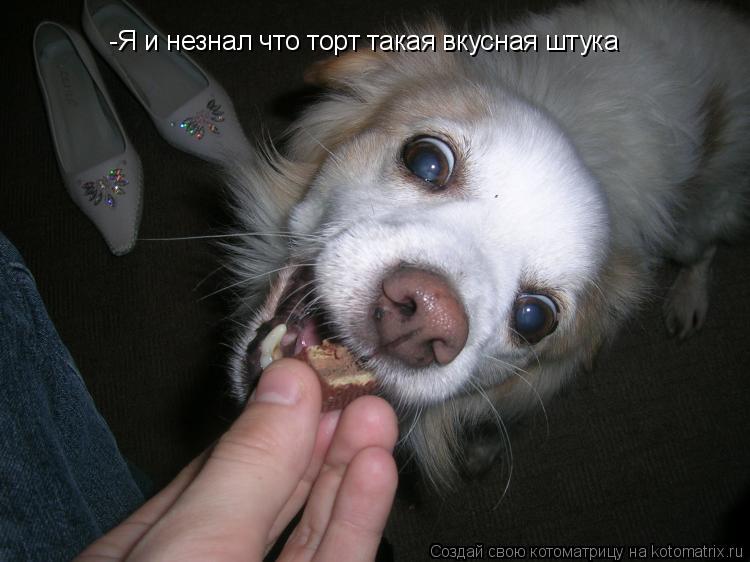 -Я и незнал что торт такая вкусная штука... Котоматрица: -Я и незнал что торт такая вкусная штука